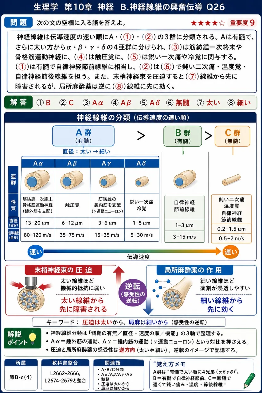 次の文の空欄に入る語を答えよ。 神経線維は伝導速度の速い順にA・(①)・(②)の3群に分類される。Aは有髄で、さらに太い方からα・β・γ・δの4亜群に分けられ、(③)は筋紡錘一次終末や骨格筋運動神経に、(④)は触圧覚に、(⑤)は鋭い一次痛や冷覚に関与する。(①)は有髄で自律神経節前線維に相当し、(②)は(⑥)で鈍い二次痛・温度覚・自律神経節後線維を担う。また、末梢神経束を圧迫すると(⑦)線維から先に障害されるが、局所麻酔薬は逆に(⑧)線維に先に効く。 解説図