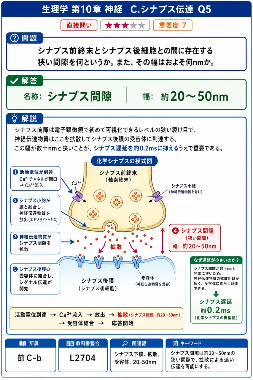シナプス前終末とシナプス後細胞との間に存在する狭い間隙を何というか。また、その幅はおよそ何nmか。 解説図