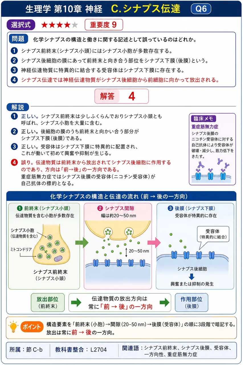 化学シナプスの構造と働きに関する記述として誤っているのはどれか。 解説図