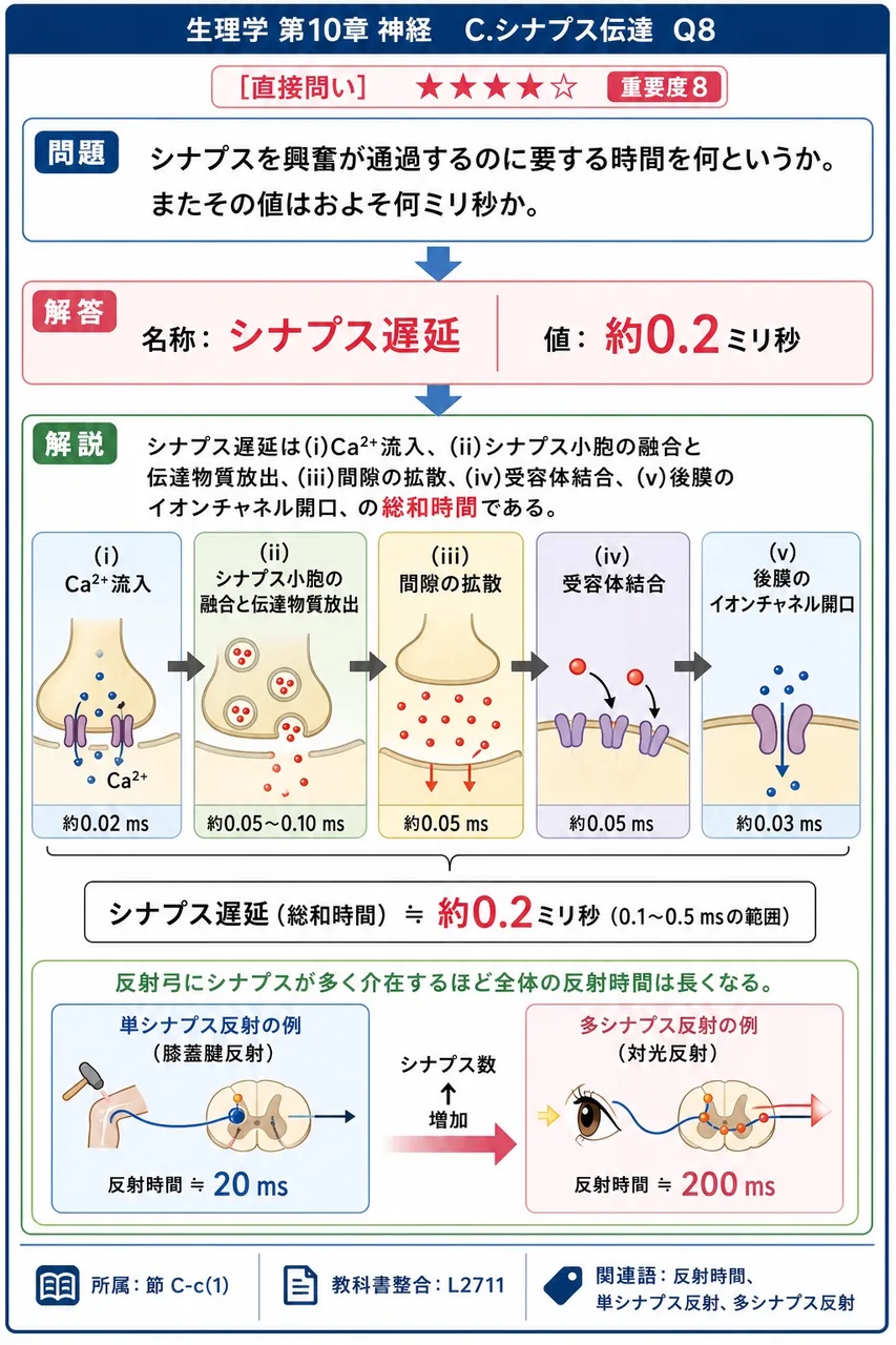 シナプスを興奮が通過するのに要する時間を何というか。またその値はおよそ何ミリ秒か。 解説図
