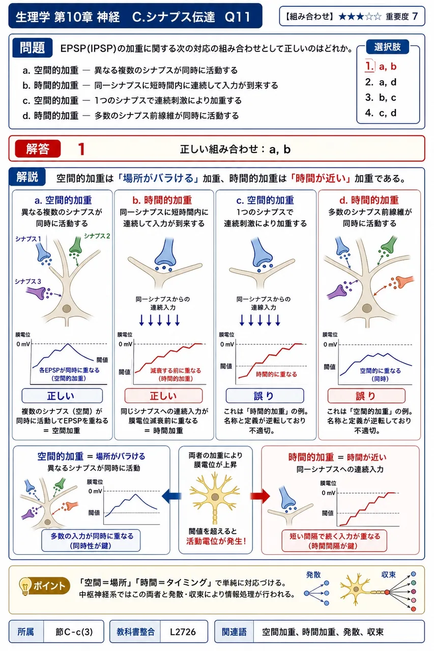 EPSP(IPSP)の加重に関する次の対応の組み合わせとして正しいのはどれか。 a. 空間的加重 — 異なる複数のシナプスが同時に活動する b. 時間的加重 — 同一シナプスに短時間内に連続して入力が到来する c. 空間的加重 — 1つのシナプスで連続刺激により加重する d. 時間的加重 — 多数のシナプス前線維が同時に活動する 解説図
