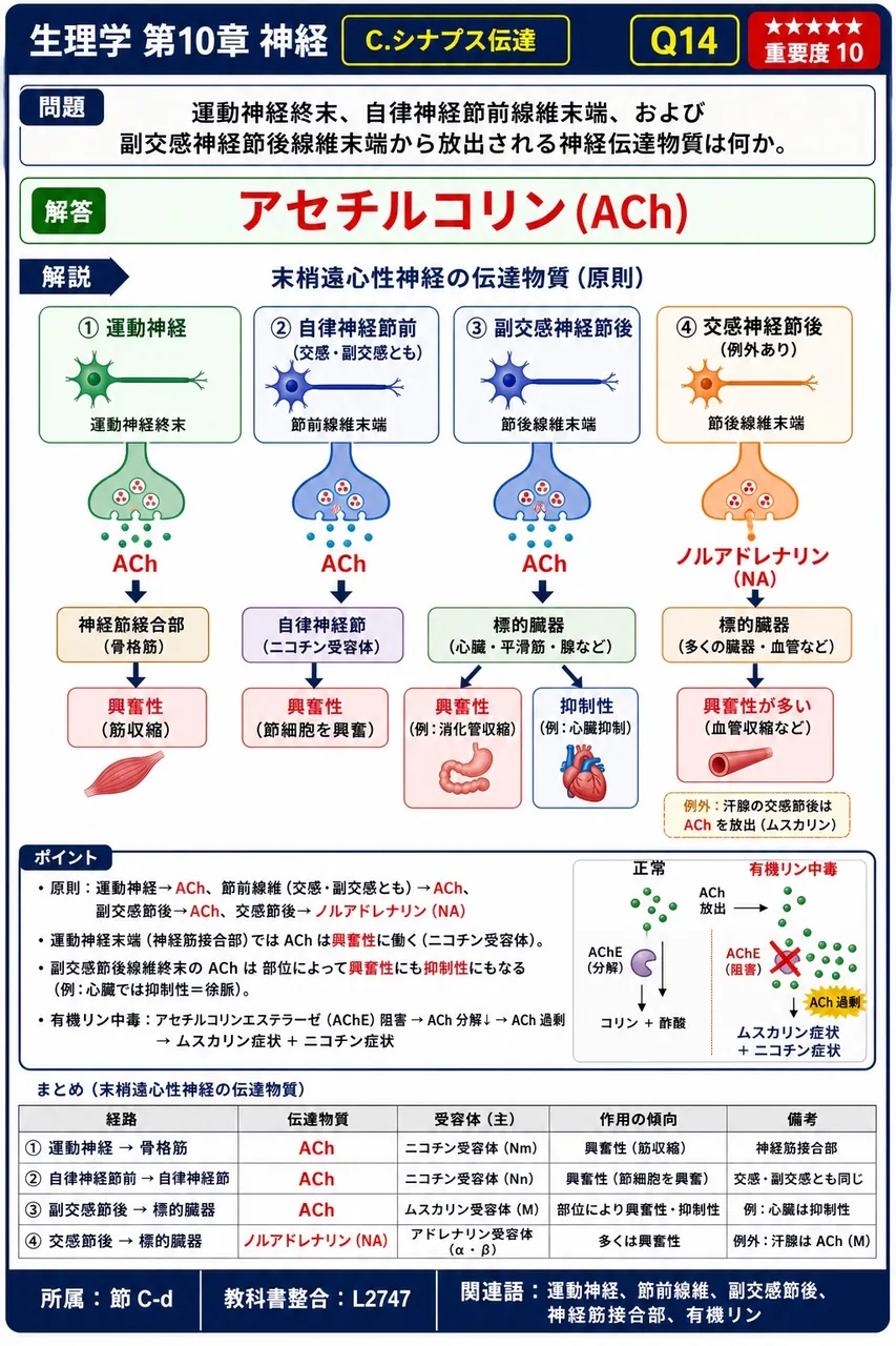 運動神経終末、自律神経節前線維末端、および副交感神経節後線維末端から放出される神経伝達物質は何か。 解説図
