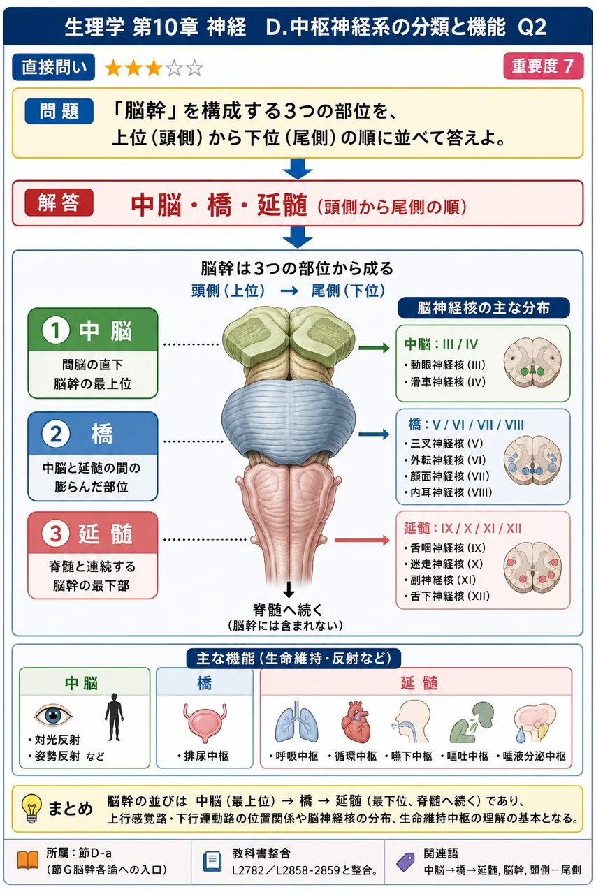 「脳幹」を構成する3つの部位を、上位(頭側)から下位(尾側)の順に並べて答えよ。 解説図