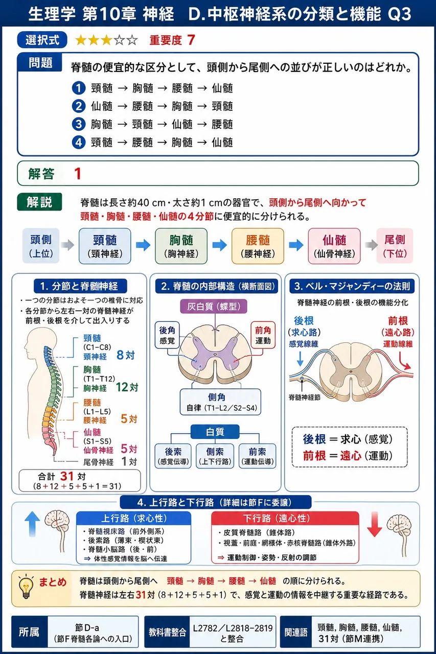 脊髄の便宜的な区分として、頭側から尾側への並びが正しいのはどれか。 解説図