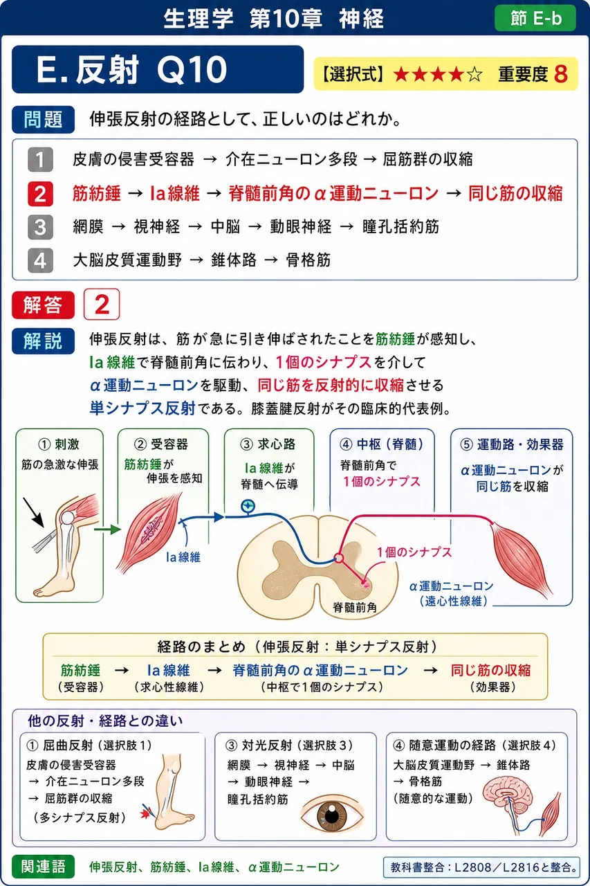 伸張反射の経路として、正しいのはどれか。 解説図
