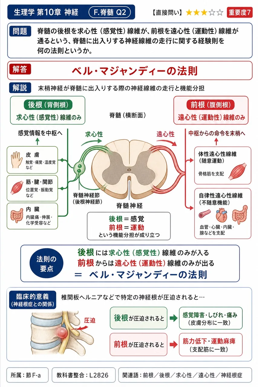 脊髄の後根を求心性(感覚性)線維が、前根を遠心性(運動性)線維が通るという、脊髄に出入りする神経線維の走行に関する経験則を何の法則というか。 解説図