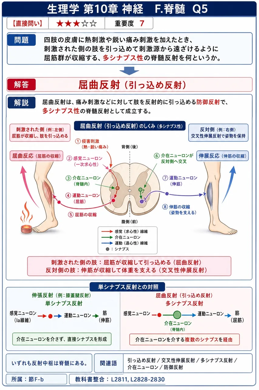 四肢の皮膚に熱刺激や鋭い痛み刺激を加えたとき、刺激された側の肢を引っ込めて刺激源から遠ざけるように屈筋群が収縮する、多シナプス性の脊髄反射を何というか。 解説図