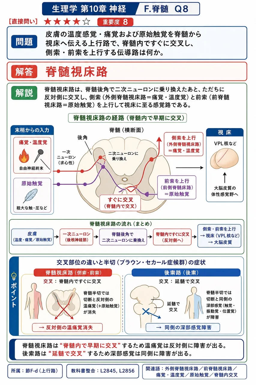 皮膚の温度感覚・痛覚および原始触覚を脊髄から視床へ伝える上行路で、脊髄内ですぐに交叉し、側索・前索を上行する伝導路は何か。 解説図