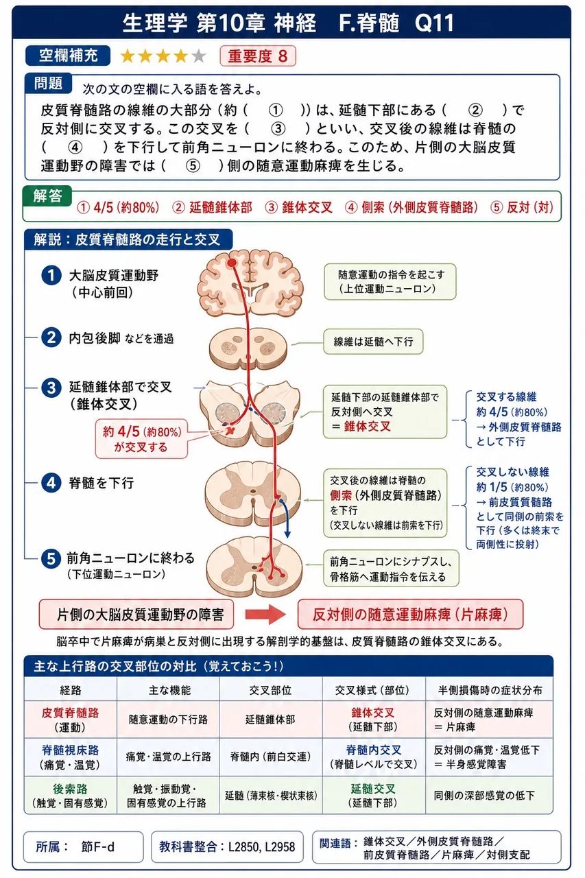 次の文の空欄に入る語を答えよ。 皮質脊髄路の線維の大部分(約( ① ))は、延髄下部にある( ② )で反対側に交叉する。この交叉を( ③ )といい、交叉後の線維は脊髄の( ④ )を下行して前角ニューロンに終わる。このため、片側の大脳皮質運動野の障害では( ⑤ )側の随意運動麻痺を生じる。 解説図