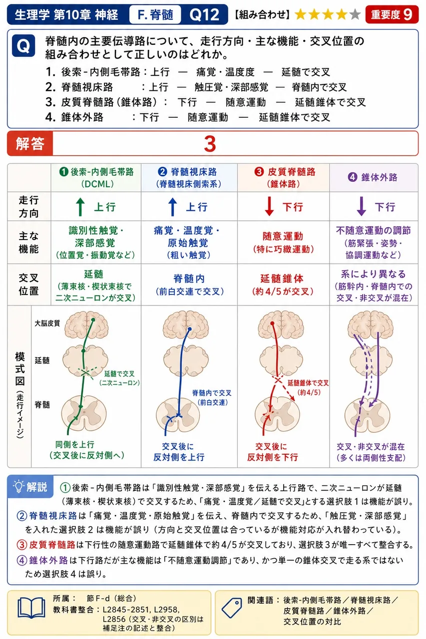 脊髄内の主要伝導路について、走行方向・主な機能・交叉位置の組み合わせとして正しいのはどれか。 解説図