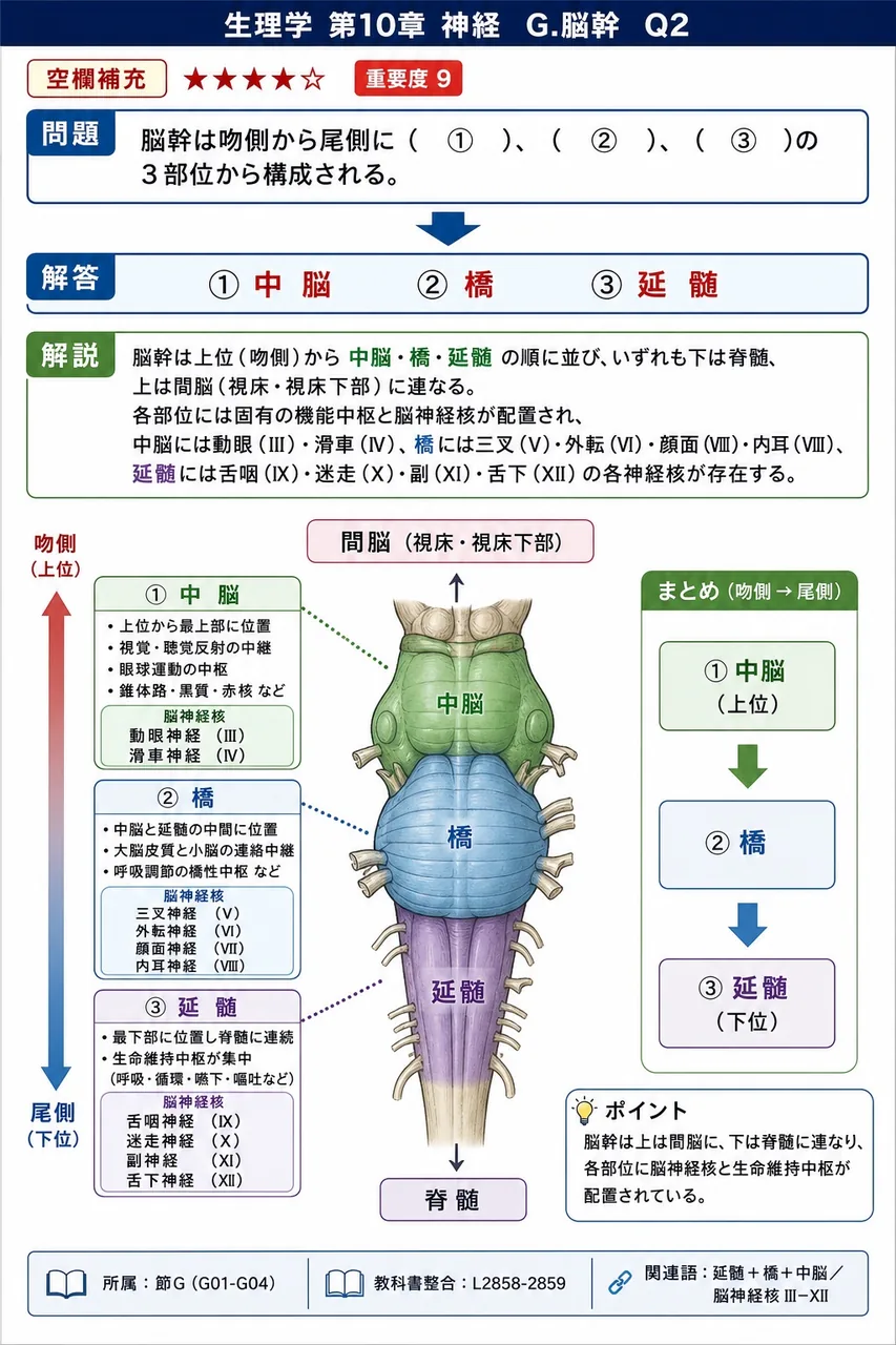 脳幹は吻側から尾側に( ① )、( ② )、( ③ )の3部位から構成される。 解説図