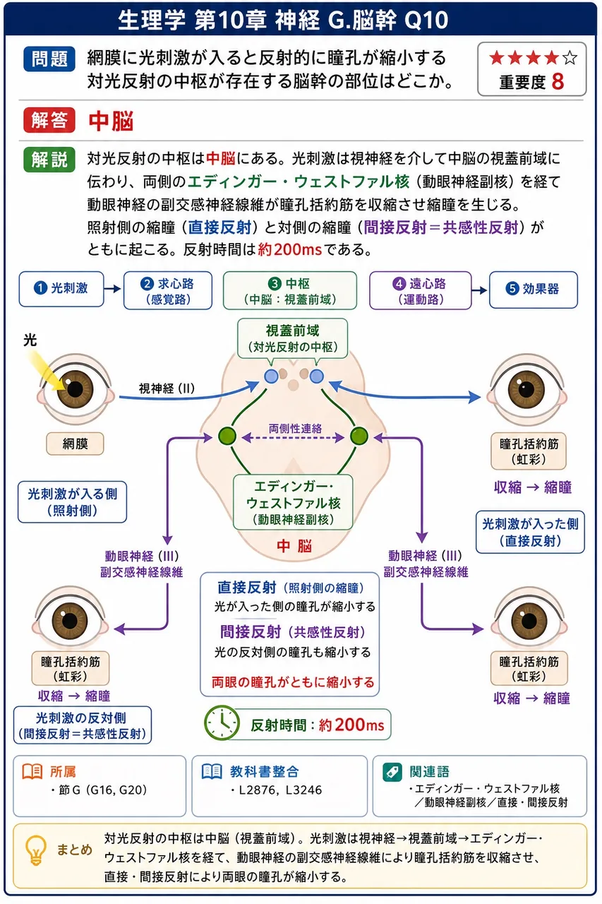 網膜に光刺激が入ると反射的に瞳孔が縮小する対光反射の中枢が存在する脳幹の部位はどこか。 解説図