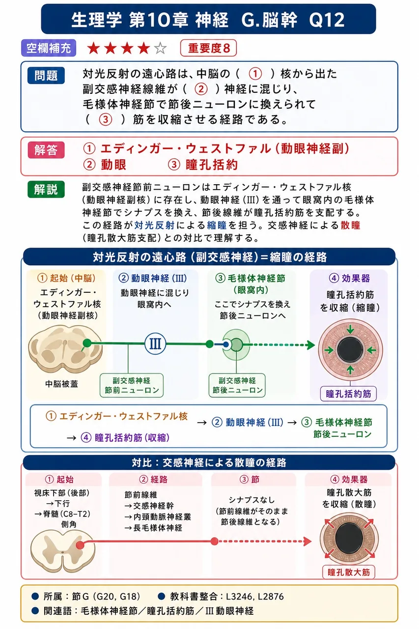 対光反射の遠心路は、中脳の( ① )核から出た副交感神経線維が( ② )神経に混じり、毛様体神経節で節後ニューロンに換えられて( ③ )筋を収縮させる経路である。 解説図