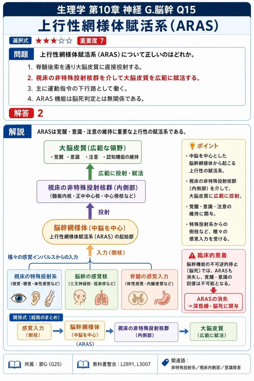 上行性網様体賦活系(ARAS)について正しいのはどれか。 解説図