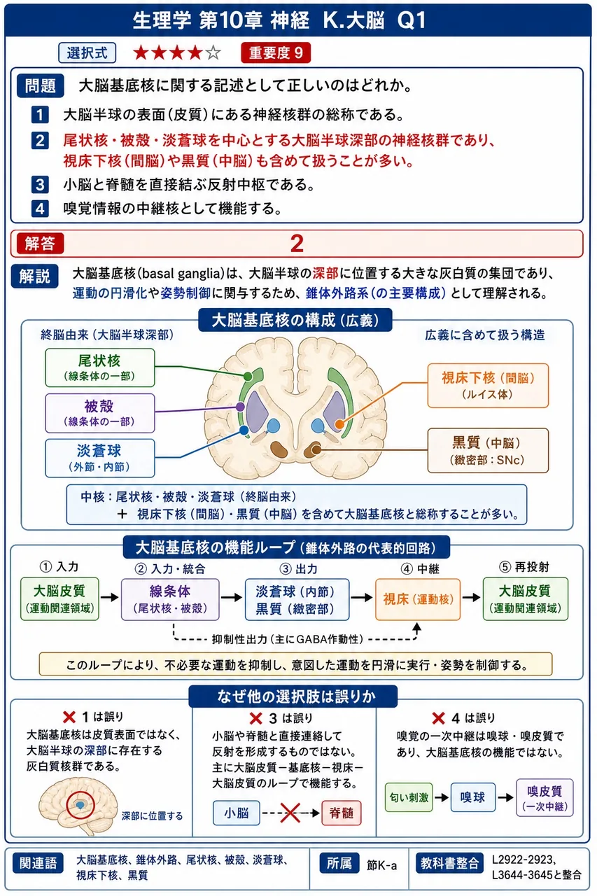 大脳基底核に関する記述として正しいのはどれか。 解説図