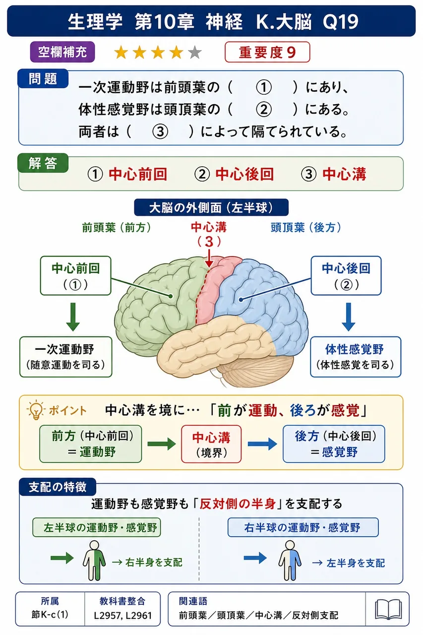 一次運動野は前頭葉の( ① )にあり、体性感覚野は頭頂葉の( ② )にある。両者は( ③ )によって隔てられている。 解説図