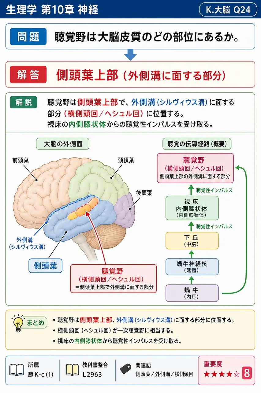 聴覚野は大脳皮質のどの部位にあるか。 解説図