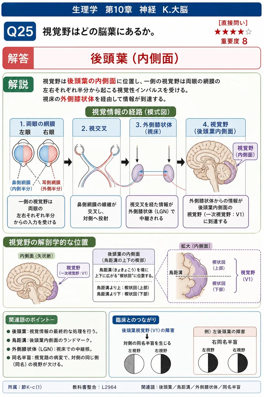 視覚野はどの脳葉にあるか。 解説図
