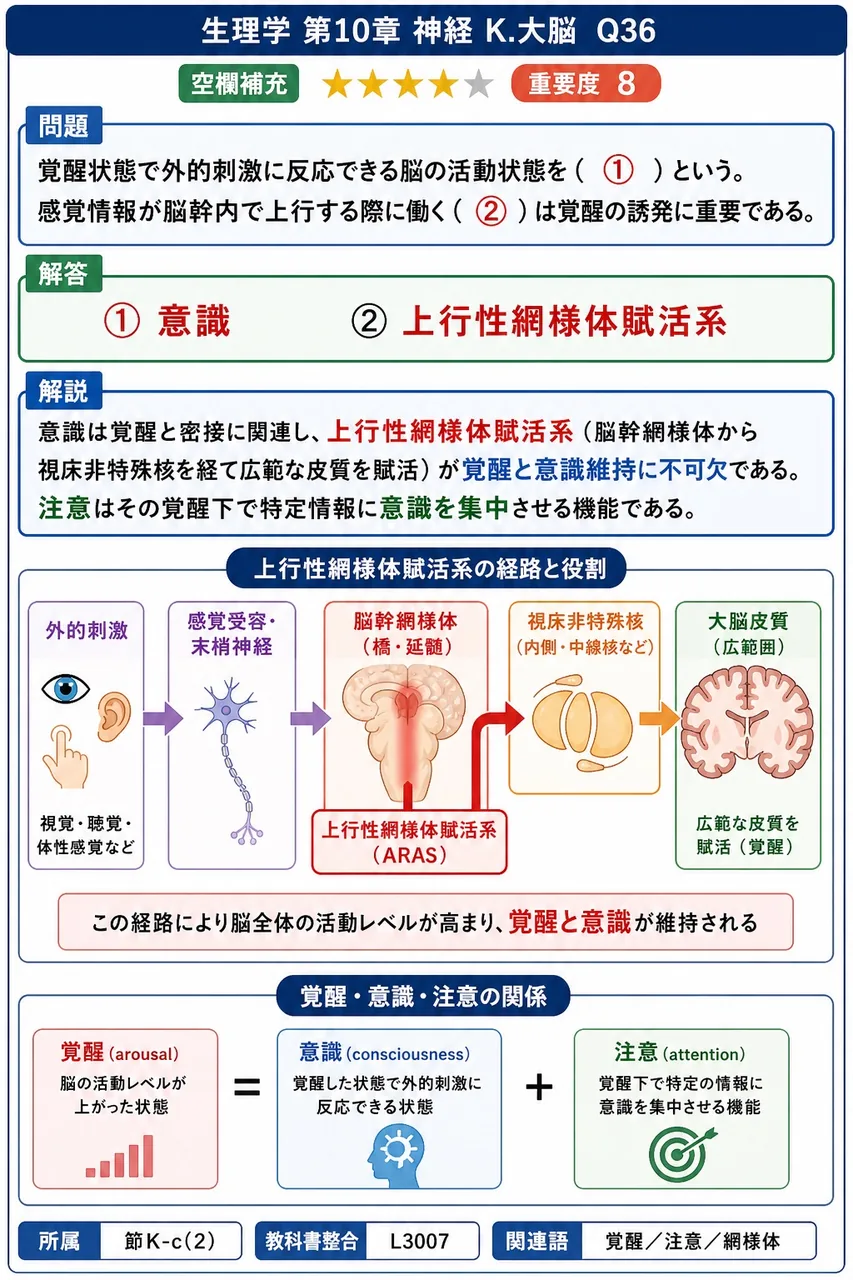 覚醒状態で外的刺激に反応できる脳の活動状態を( ① )という。感覚情報が脳幹内で上行する際に働く( ② )は覚醒の誘発に重要である。 解説図