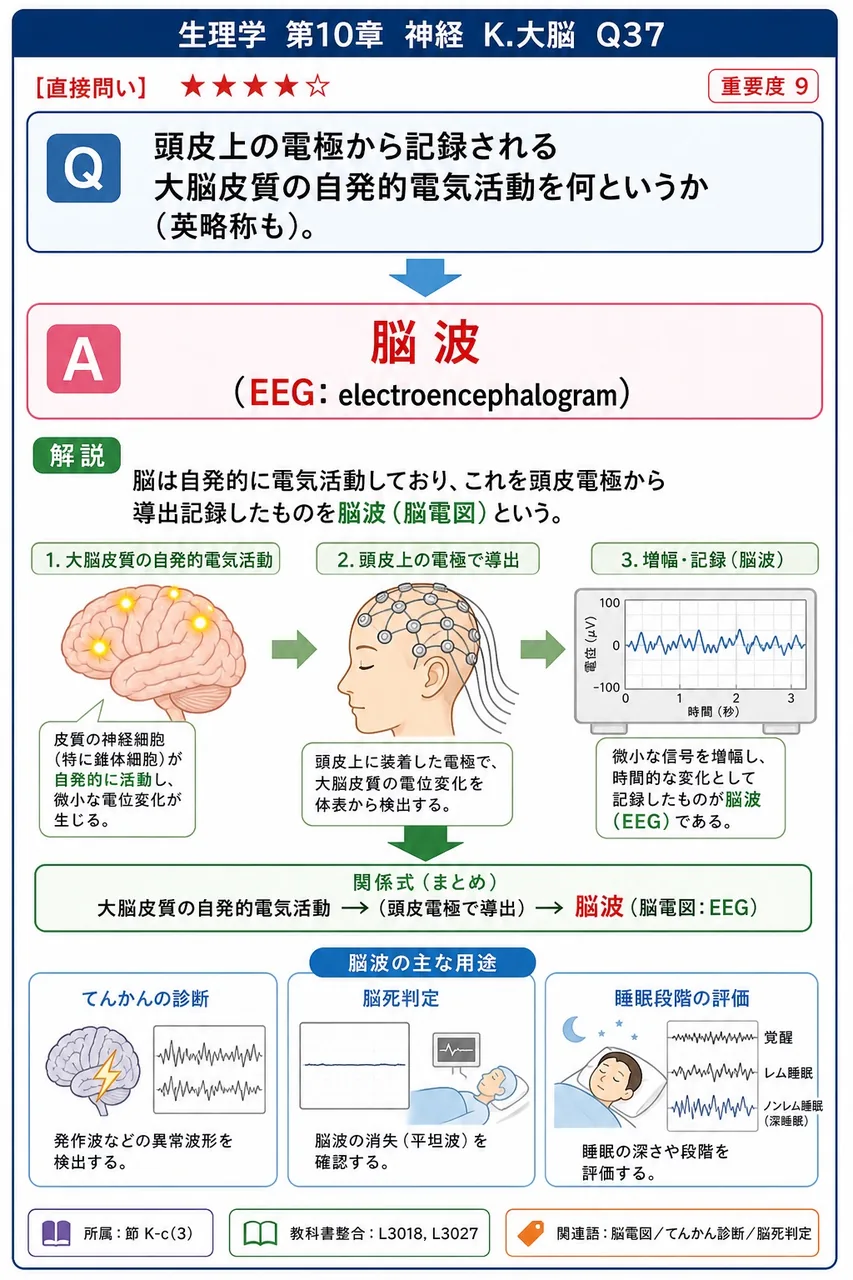 頭皮上の電極から記録される大脳皮質の自発的電気活動を何というか(英略称も)。 解説図