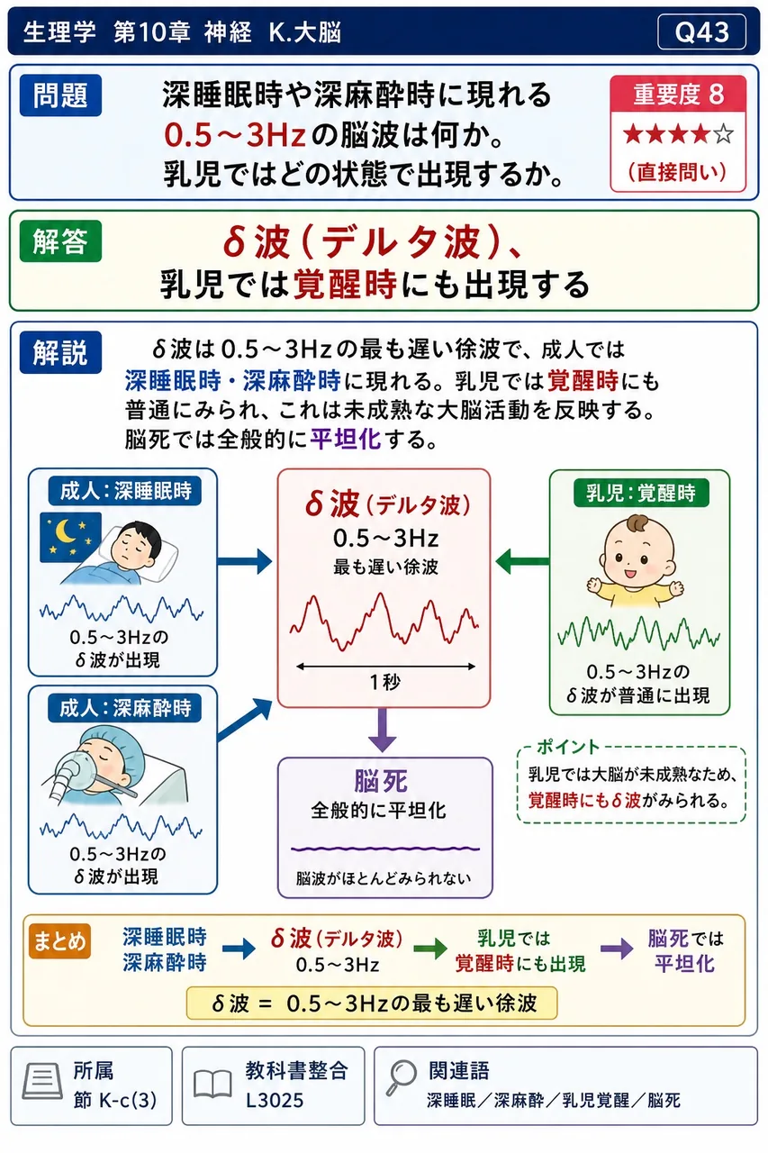 深睡眠時や深麻酔時に現れる0.5〜3Hzの脳波は何か。乳児ではどの状態で出現するか。 解説図