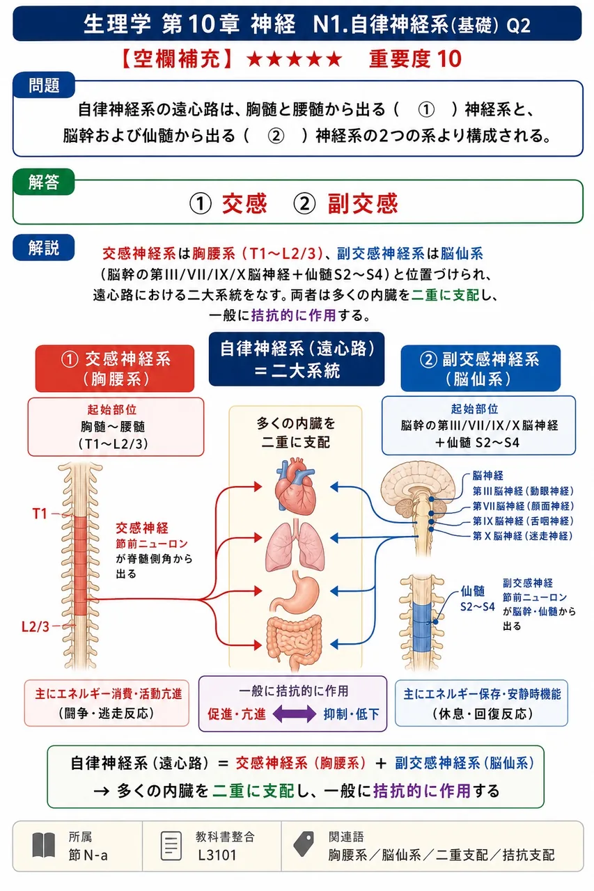 自律神経系の遠心路は、胸髄と腰髄から出る( ① )神経系と、脳幹および仙髄から出る( ② )神経系の2つの系より構成される。 解説図