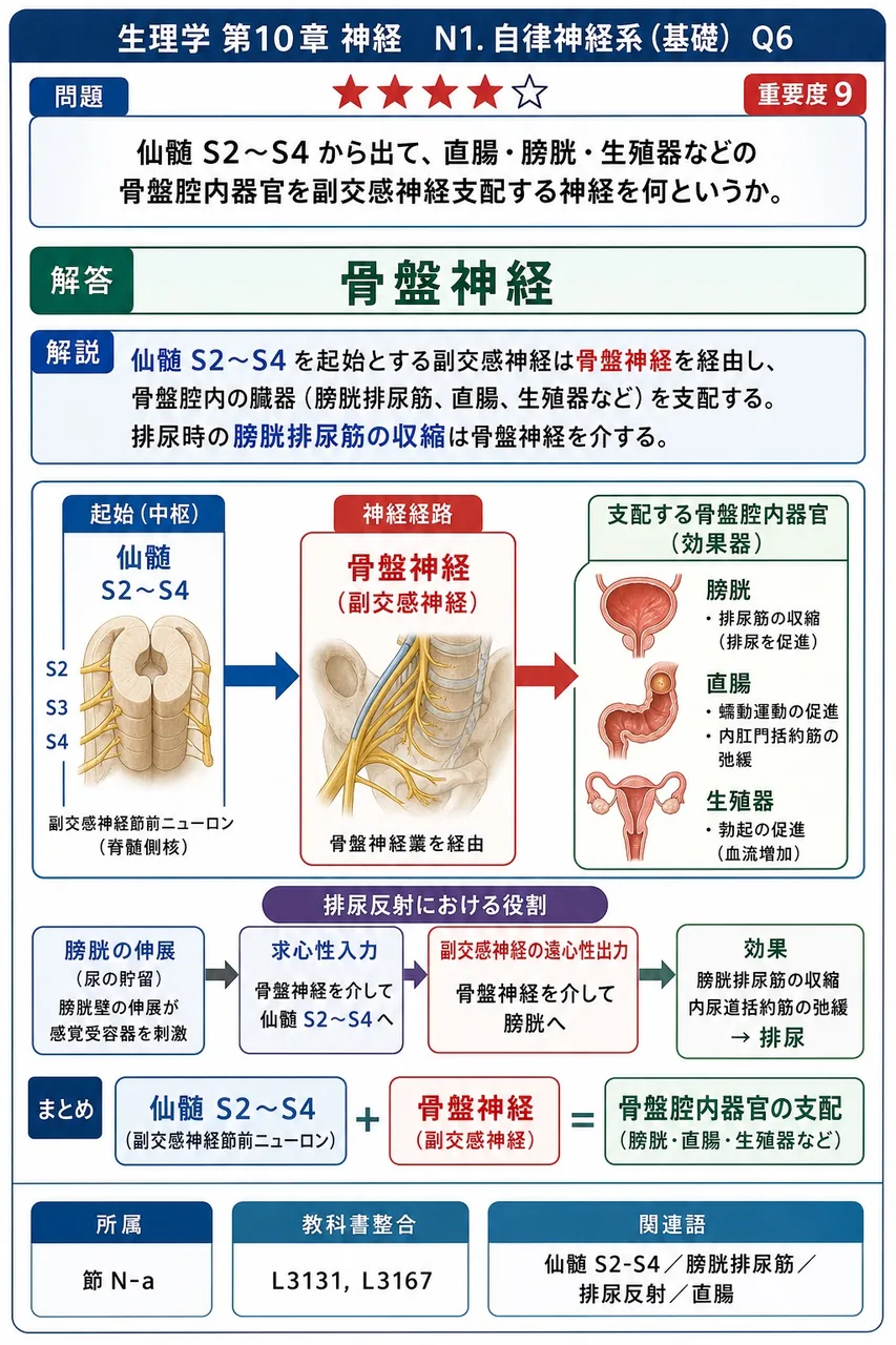 仙髄S2〜S4から出て、直腸・膀胱・生殖器などの骨盤腔内器官を副交感神経支配する神経を何というか。 解説図