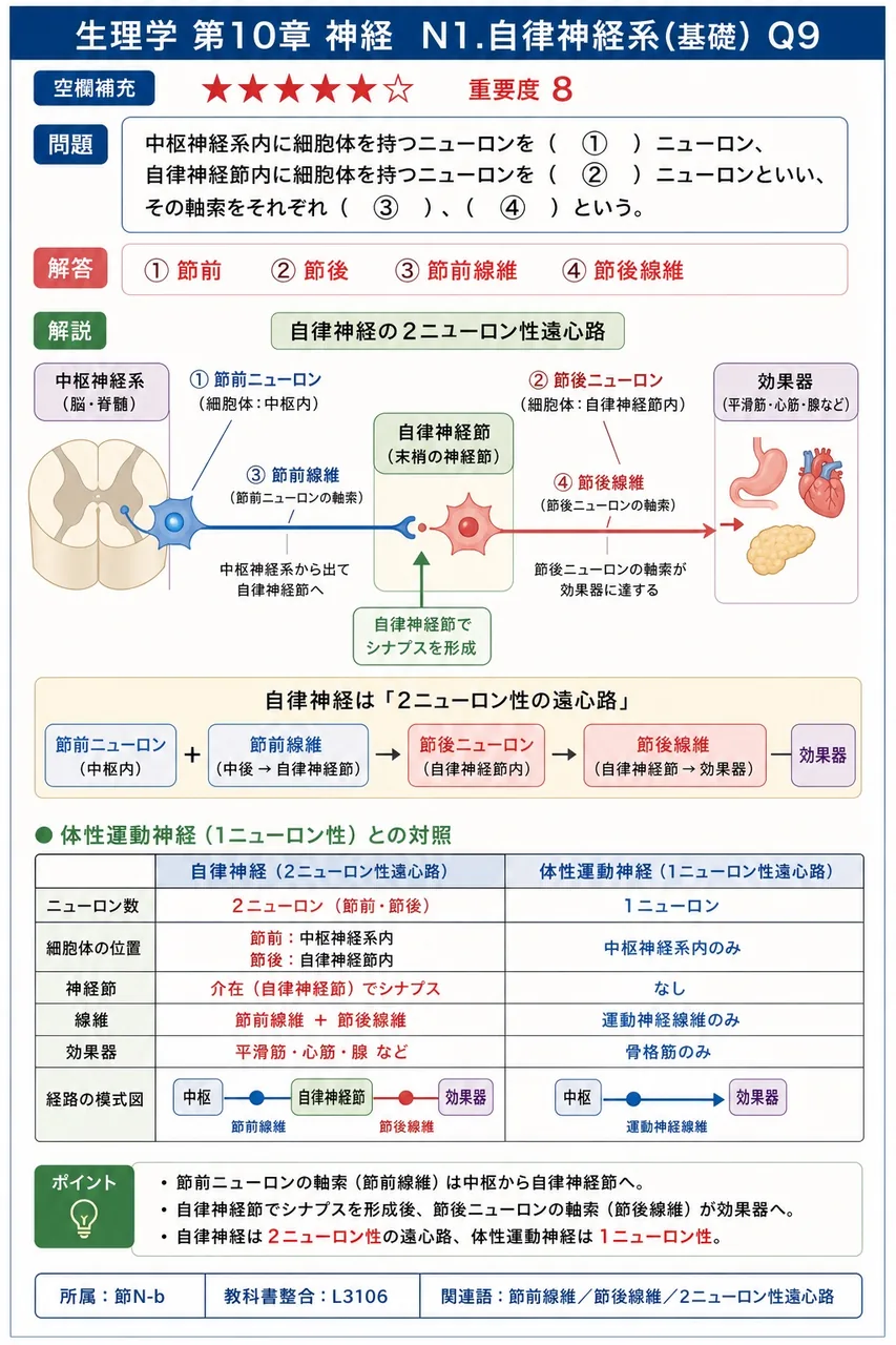 中枢神経系内に細胞体を持つニューロンを( ① )ニューロン、自律神経節内に細胞体を持つニューロンを( ② )ニューロンといい、その軸索をそれぞれ( ③ )、( ④ )という。 解説図