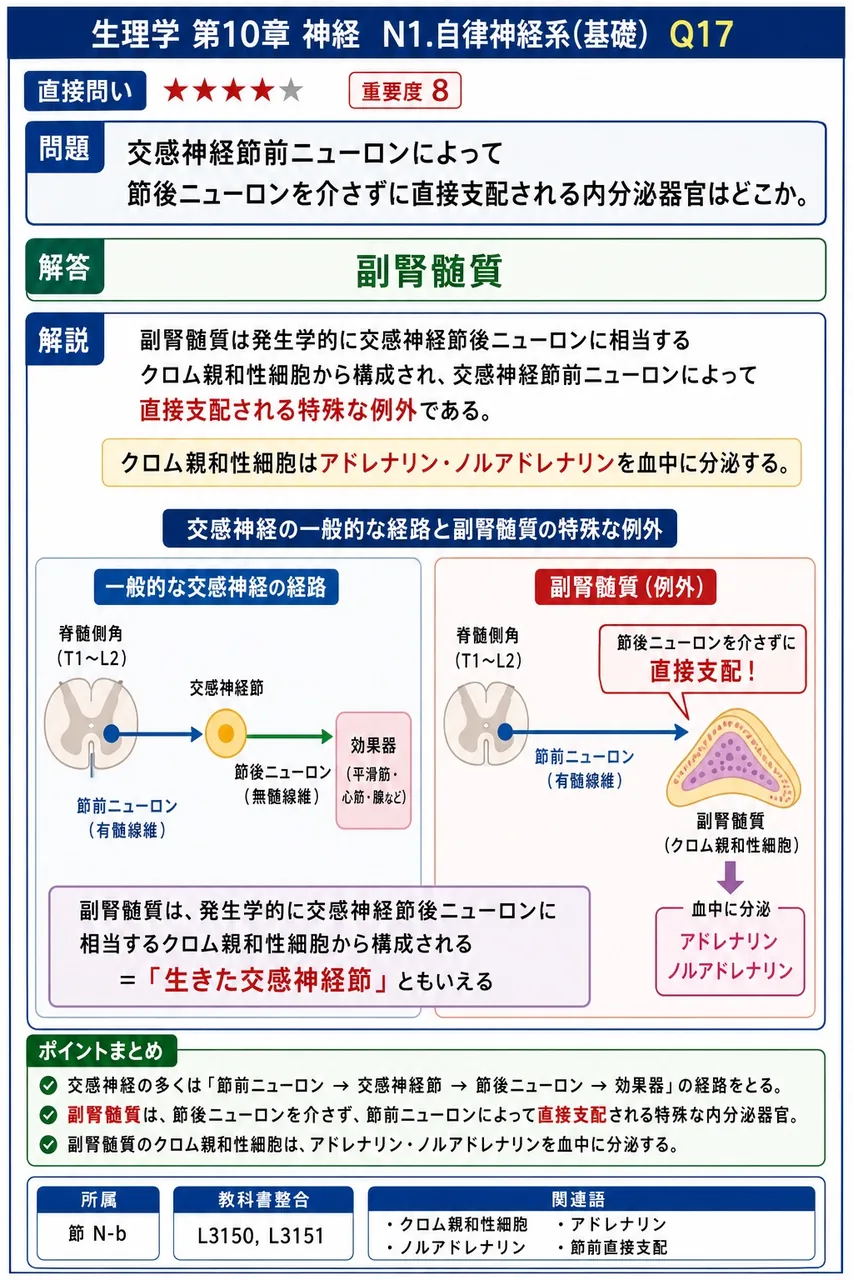 交感神経節前ニューロンによって節後ニューロンを介さずに直接支配される内分泌器官はどこか。 解説図