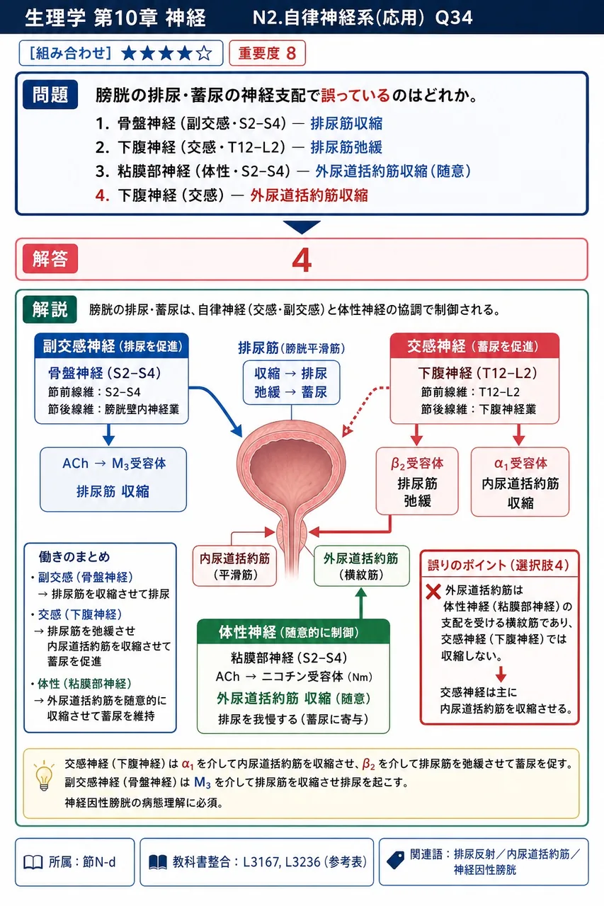 膀胱の排尿・蓄尿の神経支配で**誤っている**のはどれか。 解説図