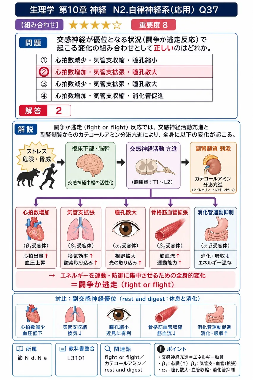 交感神経が優位となる状況(闘争か逃走反応)で起こる変化の組み合わせとして**正しい**のはどれか。 解説図