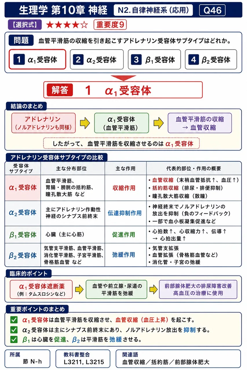 血管平滑筋の収縮を引き起こすアドレナリン受容体サブタイプはどれか。 解説図