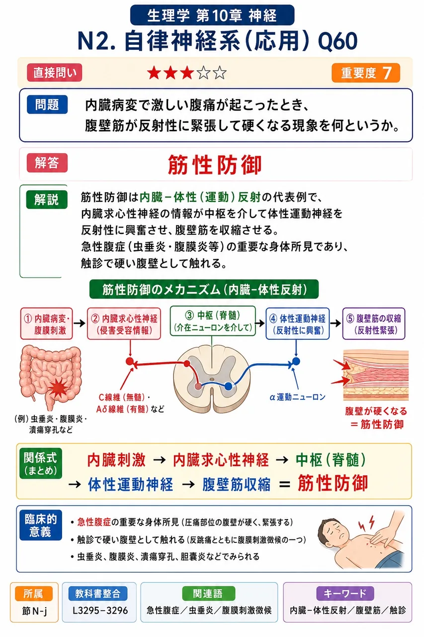 内臓病変で激しい腹痛が起こったとき、腹壁筋が反射性に緊張して硬くなる現象を何というか。 解説図