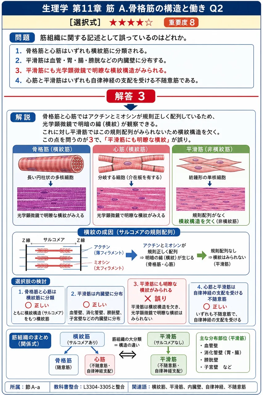 筋組織に関する記述として誤っているのはどれか。 解説図