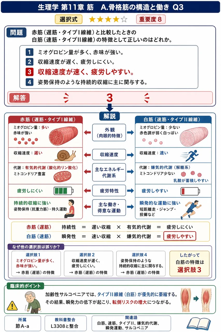 赤筋(遅筋・タイプI線維)と比較したときの白筋(速筋・タイプII線維)の特徴として正しいのはどれか。 解説図