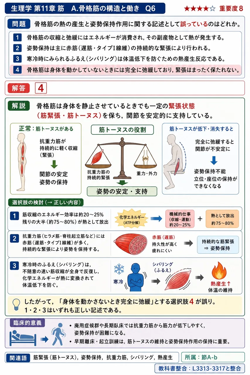 骨格筋の熱の産生と姿勢保持作用に関する記述として誤っているのはどれか。 解説図