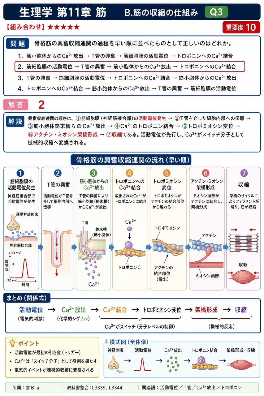 骨格筋の興奮収縮連関の過程を早い順に並べたものとして正しいのはどれか。 解説図