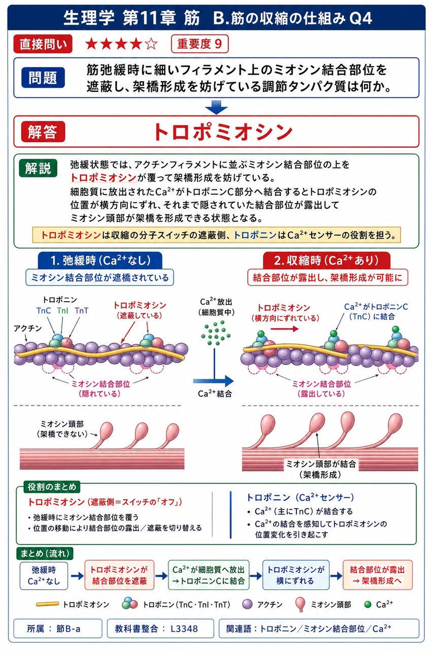 筋弛緩時に細いフィラメント上のミオシン結合部位を遮蔽し、架橋形成を妨げている調節タンパク質は何か。 解説図
