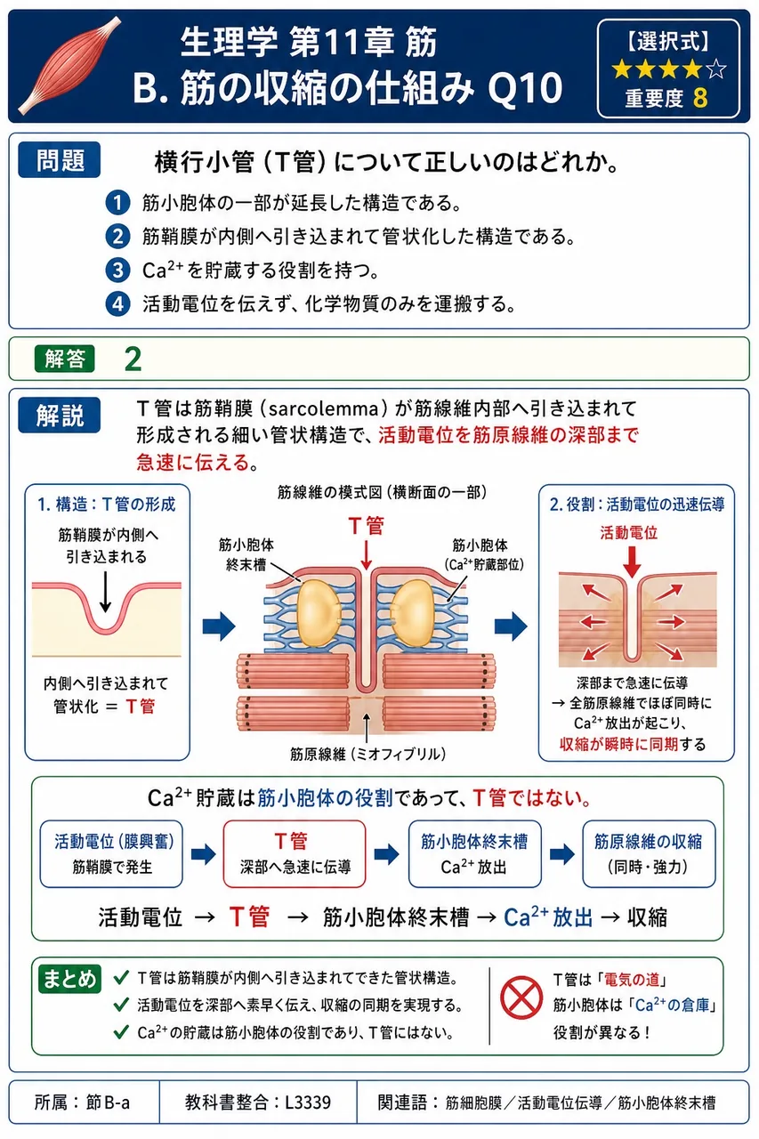横行小管(T管)について正しいのはどれか。 解説図