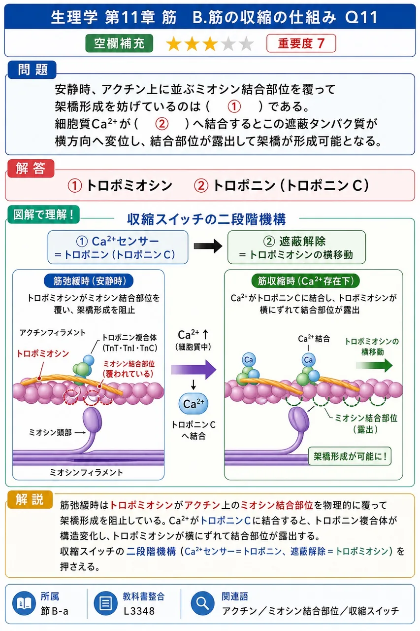 安静時、アクチン上に並ぶミオシン結合部位を覆って架橋形成を妨げているのは( ① )である。細胞質Ca²⁺が( ② )へ結合するとこの遮蔽タンパク質が横方向へ変位し、結合部位が露出して架橋が形成可能となる。 解説図