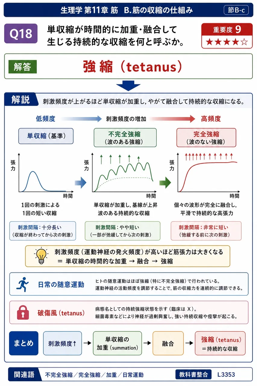 単収縮が時間的に加重・融合して生じる持続的な収縮を何と呼ぶか。 解説図