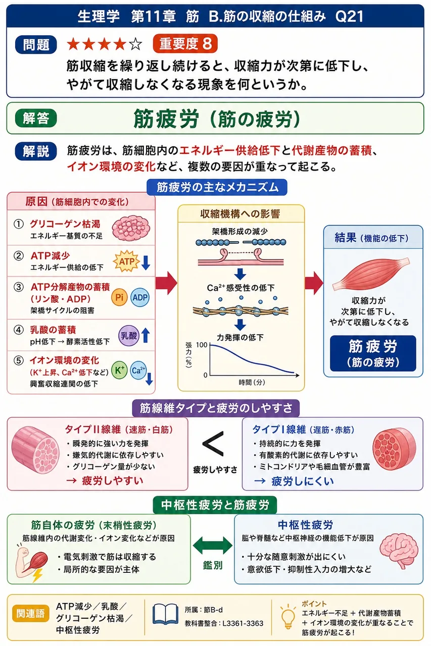 筋収縮を繰り返し続けると、収縮力が次第に低下し、やがて収縮しなくなる現象を何というか。 解説図