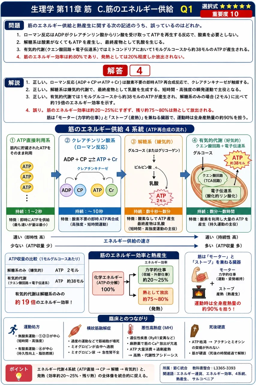 筋のエネルギー供給と熱産生に関する次の記述のうち、誤っているのはどれか。 解説図