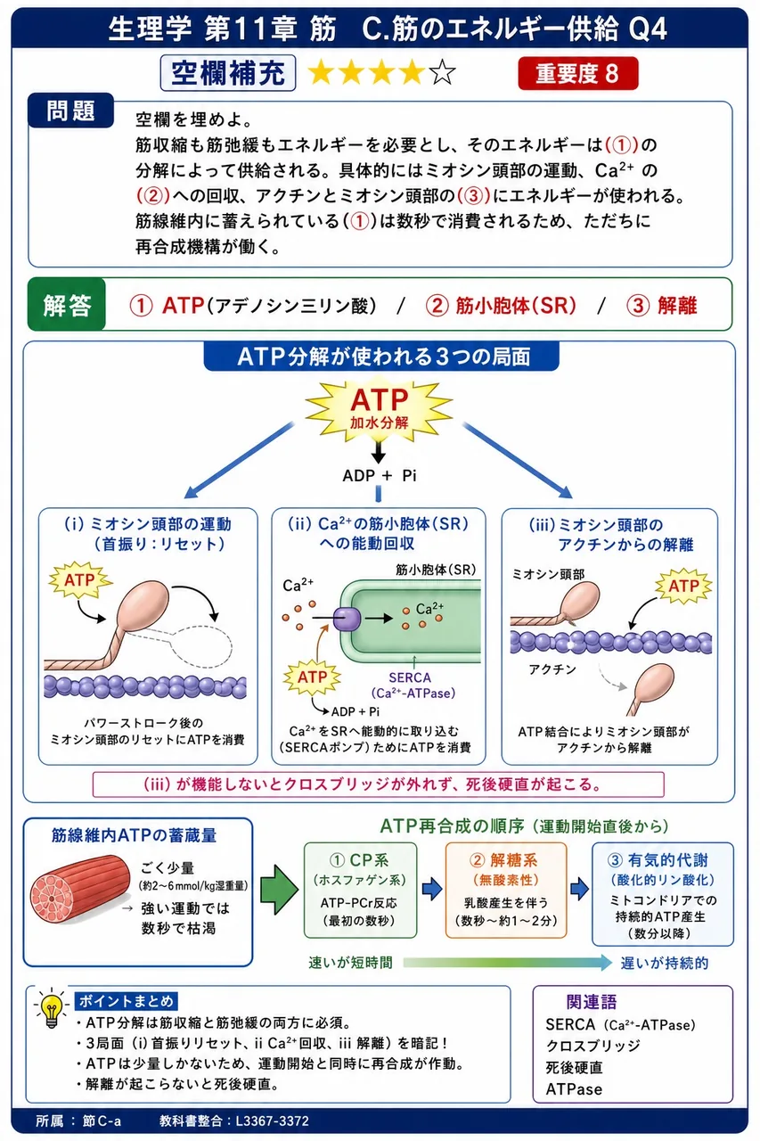 空欄を埋めよ。 筋収縮も筋弛緩もエネルギーを必要とし、そのエネルギーは(①)の分解によって供給される。具体的にはミオシン頭部の運動、Ca²⁺の(②)への回収、アクチンとミオシン頭部の(③)にエネルギーが使われる。筋線維内に蓄えられている(①)は数秒で消費されるため、ただちに再合成機構が働く。 解説図