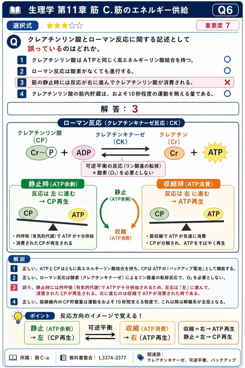 クレアチンリン酸とローマン反応に関する記述として誤っているのはどれか。 解説図