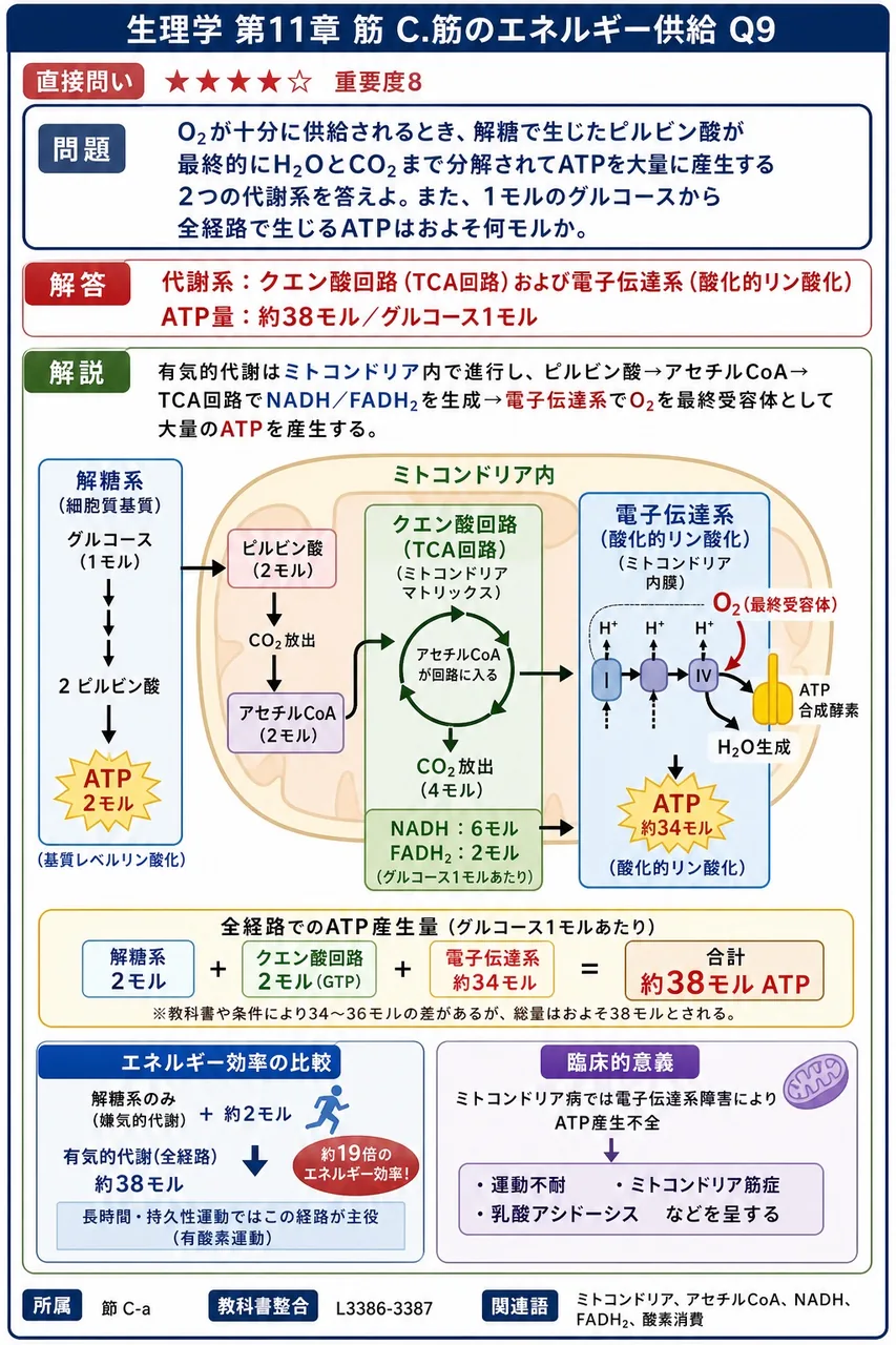 O₂が十分に供給されるとき、解糖で生じたピルビン酸が最終的にH₂OとCO₂まで分解されてATPを大量に産生する2つの代謝系を答えよ。また、1モルのグルコースから全経路で生じるATPはおよそ何モルか。 解説図