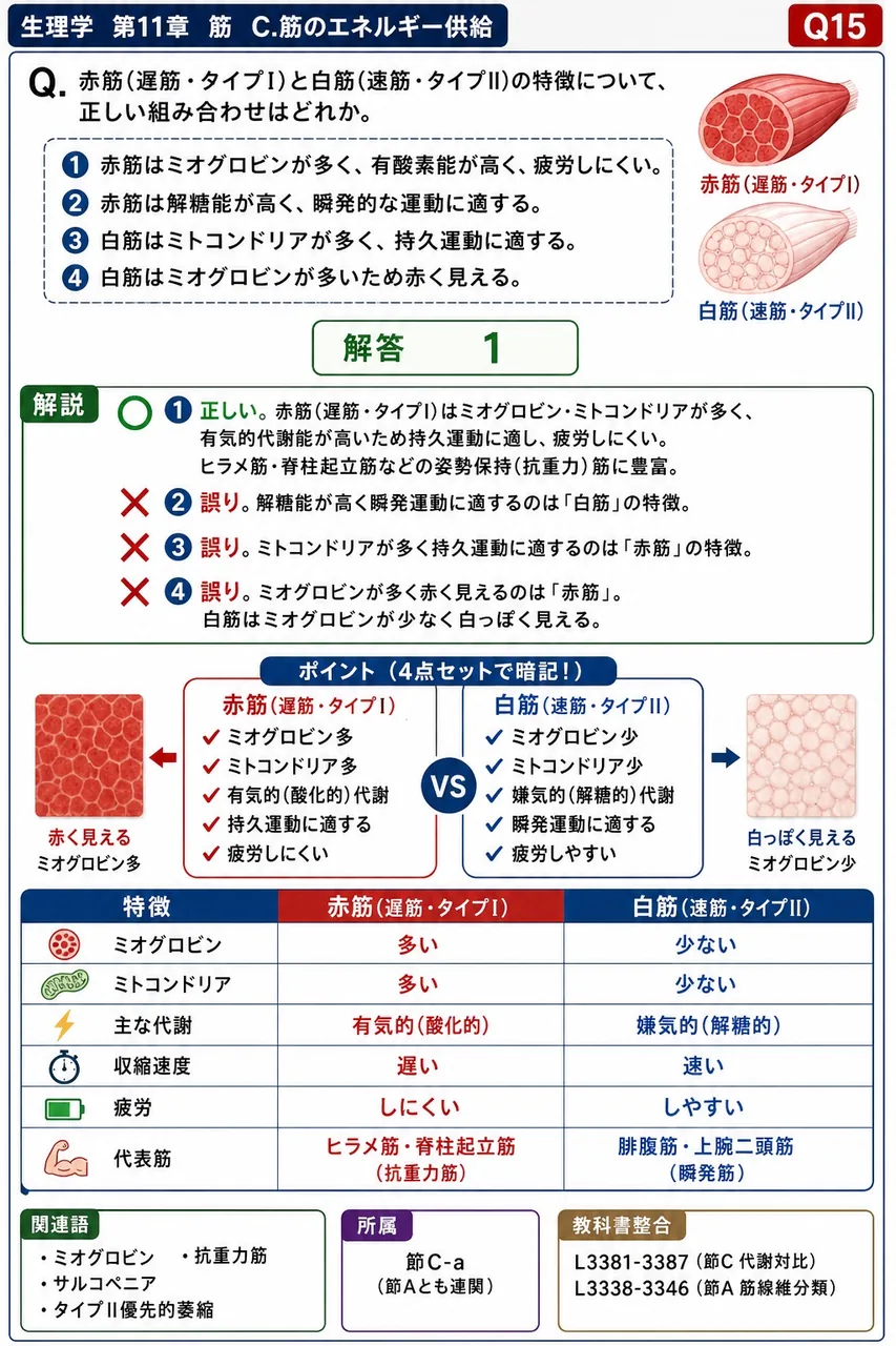 赤筋(遅筋・タイプI)と白筋(速筋・タイプII)の特徴について、正しい組み合わせはどれか。 解説図