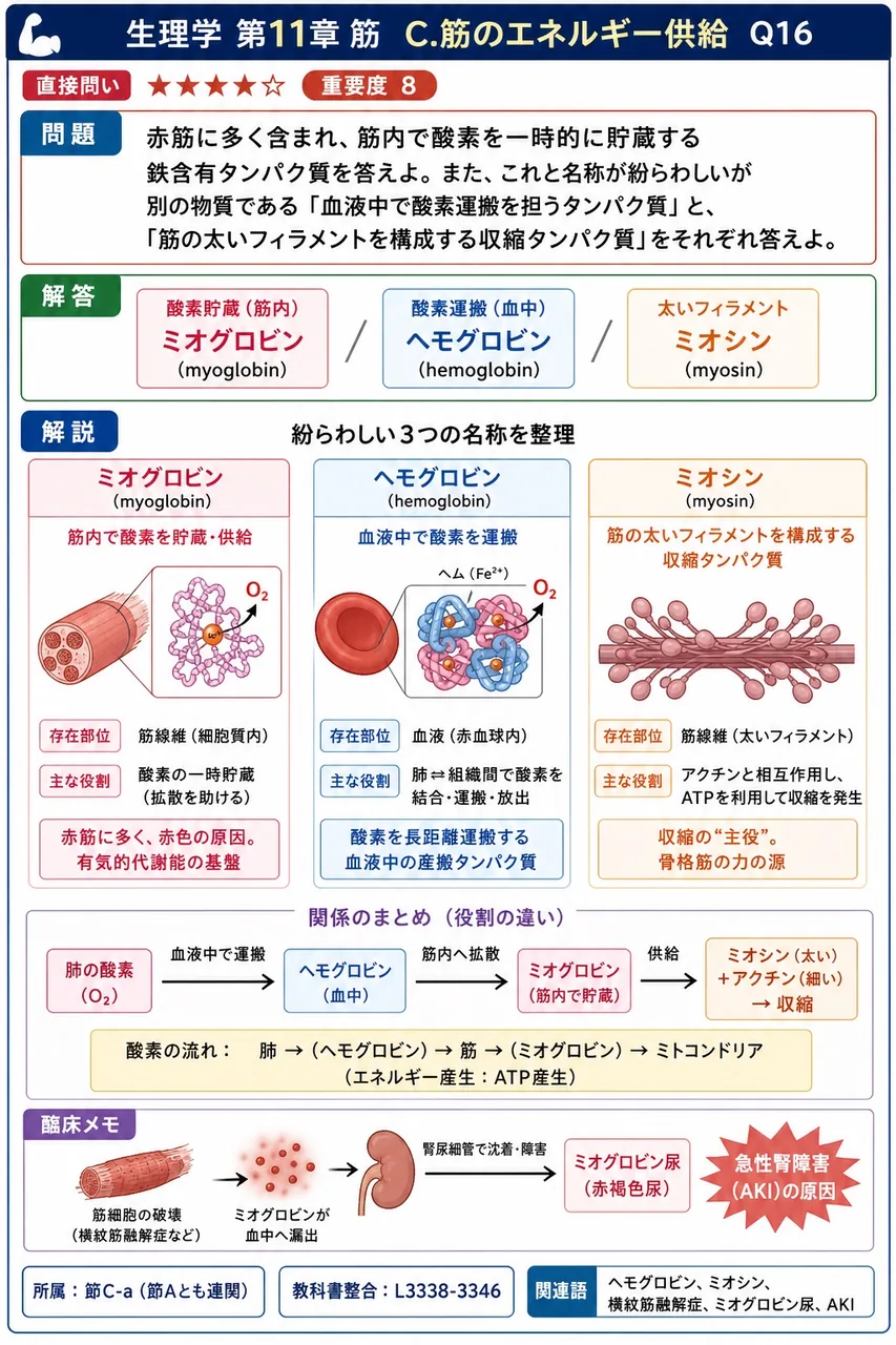 赤筋に多く含まれ、筋内で酸素を一時的に貯蔵する鉄含有タンパク質を答えよ。また、これと名称が紛らわしいが別の物質である「血液中で酸素運搬を担うタンパク質」と、「筋の太いフィラメントを構成する収縮タンパク質」をそれぞれ答えよ。 解説図