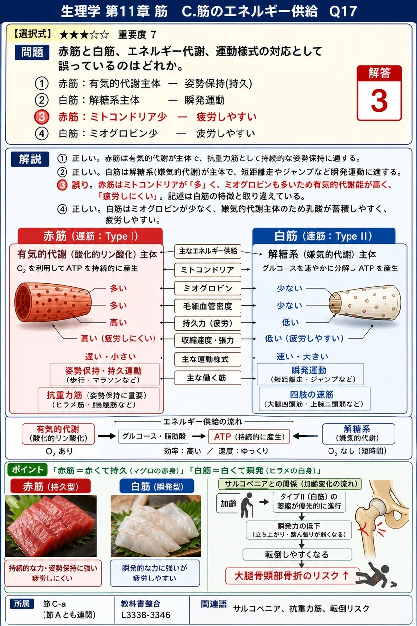 赤筋と白筋、エネルギー代謝、運動様式の対応として誤っているのはどれか。 解説図
