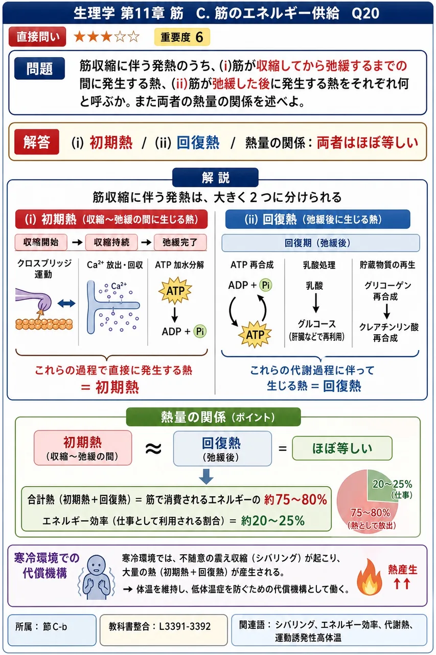 筋収縮に伴う発熱のうち、(i)筋が収縮してから弛緩するまでの間に発生する熱、(ii)筋が弛緩した後に発生する熱をそれぞれ何と呼ぶか。また両者の熱量の関係を述べよ。 解説図